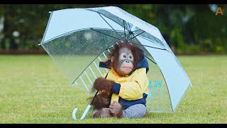 Animalia  Orangutan Benji studies the rain [upl. by Lalib]