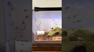 My Ants Are Planning An Escape  Leaf Cutter Ants Atta mexicana [upl. by Gombosi]