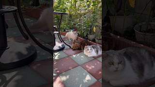 What have they found❤️ kittens kittten cats cat [upl. by Ronnie]