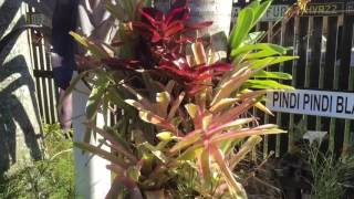 Tying bromeliads and orchids to trees and palms [upl. by Hinkle]