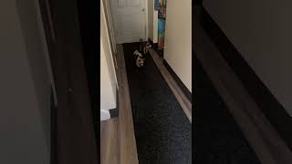 Chasing the Red dot yorkie yorkiesofyoutube playtime shortvideo shortfeeds2024 fypage shorts [upl. by Wadell]