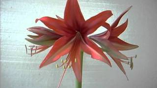 Amaryllis Hippeastrum Bulb Sumatra Cybister [upl. by Siddra465]