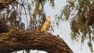 Teetar voice  teetar sound  gray francolin teetar voice [upl. by Todhunter]