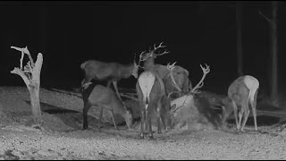 20231206 Hirvekaamera red deer stags fighting and tickling each other [upl. by Matt]