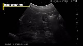 Esophagus Stomach Duodenum Dog Ultrasonound Examination [upl. by Teews541]