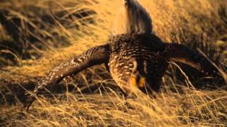 The Grouse Dance of American Prairie Reserve [upl. by Wappes]