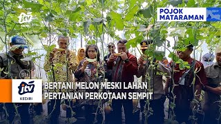 KEDIRI  Bertani Melon Meski Lahan Pertanian Perkotaan Sempit [upl. by Rehotsirk]