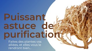 Astuces de purification charajat Mariam  rose de jericho astuce épisode 1Jericho 1 [upl. by Levey]