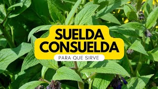 Plantas Medicinales  La Suelda Consuelda para que sirve la suelda consuelda [upl. by Unam388]