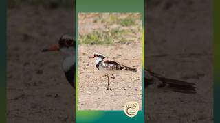 Blackfronted Dotterel Strikes a Pose  Yalanji Country [upl. by Eissak]