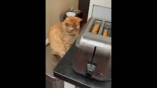 The Funniest Cat Moments 150 [upl. by Tijnar743]