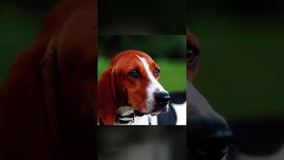 Treeing Walker Coonhound  Name Explanation [upl. by Naillil997]