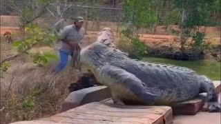 CROCODILOS GIGANTES que conseguimos capturar em vídeo [upl. by Ocirrej247]