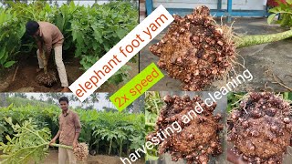 Biggest elephant foot yam harvesting videoHow to grow elephant foot yam at home harvesting yam [upl. by Hanikehs907]