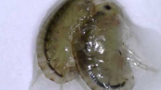 Como criar gammarus hyalleia scud  hyalella azteca [upl. by Golda]