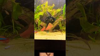 Hi fin swordtails marble angels Kio angel fish aquariumfish [upl. by Ruelle]