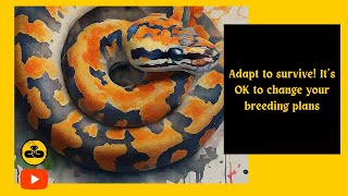 ADAPT TO SURVIVE It’s OK to change your breeding plans ballpython [upl. by Healion]