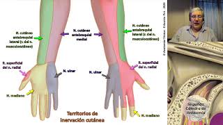 2020 L5  Integración de Miembro Superior  Profesor Eduardo A Pró  Anatomía 2  FMed UBA [upl. by Aikenat]