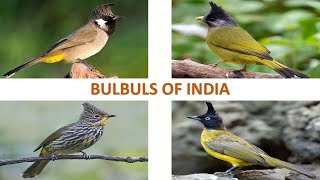 Bulbuls of India 🇮🇳  Birds  Indian Birds [upl. by Janifer693]