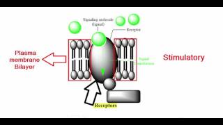 DAT The Cell Membrane  Part I  Membrane Proteins [upl. by Barri]