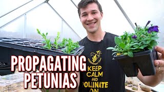 Easily Propagate Petunia Cuttings [upl. by Mamie]