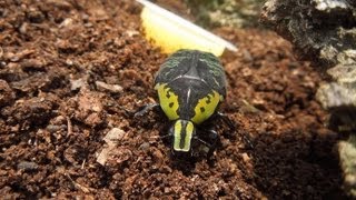 Euchroea coelestis  Flower Beetle  Rosenkäfer [upl. by Wehhtam150]