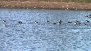 Bufflehead Ducks Flying [upl. by Namdor]