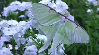 A Luna Moth Takes Flight [upl. by Guillaume]