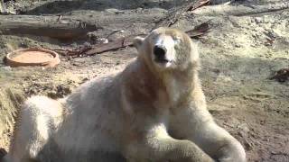 Munich Zoo on a warm day  Black Jaguar Siberian Tiger  Polar Bears in love taking a cold bath [upl. by Kowal]