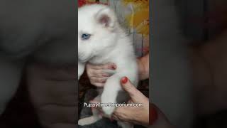 Macadamias highlight reel puppytimeemporium7080 pomsky puppy puppylovers [upl. by Nedla]