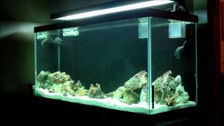 90 Gallon Reef Tank Build  Start up  Update 4 [upl. by Akirret]