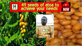 The Spiritual sideuses of Atoa Spondias mombinGolden fruit By OluMan [upl. by Arema]