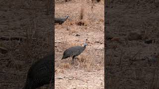 Helmeted guineafowl in Kruger National Park South Africa [upl. by Ydnik]