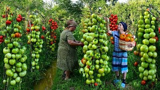 Harvesting Green and Red Tomato  Making Pickling and Adjika for Winter Preserves [upl. by Elehcim]