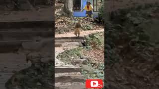 🤣 Smile🤣 trendingshorts monkeycomedy mallus creations [upl. by Eem]