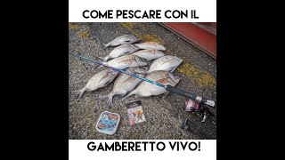 COME PESCARE CON IL GAMBERETTO VIVO  Speciale Saraghi da riva [upl. by Bekelja]