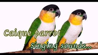 Caique parrot singing sounds [upl. by Ahsetan]