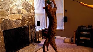 High jumping cat [upl. by Worrell]