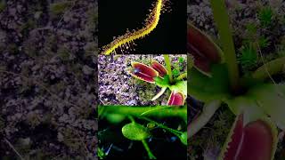 Plants eating Animals Venus flytrap  Bladderwort  Sundews  shorts oneminutebylfp [upl. by Stimson390]