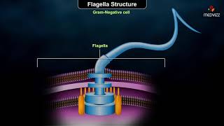 Flagellar structure  Grampositive and Gramnegative cells [upl. by Kostival]