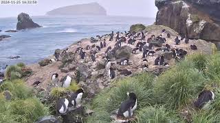 TawakiCam  Erectcrested penguins in Anchorage Bay Antipodes Island [upl. by Biernat]