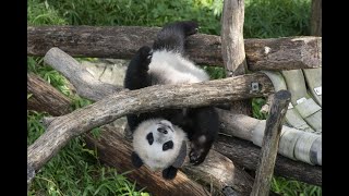 Zoo Negara Part 2😃 Witnessed Panda and Black Panther👀 [upl. by Eek993]