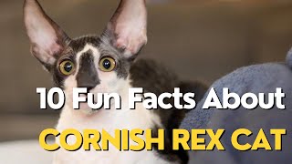 10 Fun Facts About Cornish Rex Cat [upl. by Dimond904]