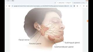 Epithelial Tissue المحاضرة الرابعة [upl. by Mcdermott]