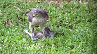 Sparrowhawk feeding on a pigeon [upl. by Dlarrej]