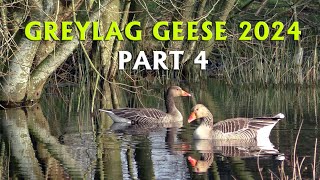 Greylag Geese 2024 PART 4  Potential nest site [upl. by Kreg]