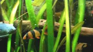 Feeding time in my 420 liters tropical Asia fish tank  Asienbecken 56 [upl. by Oriel173]