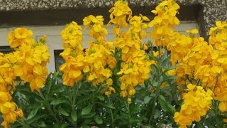 How To Grow Wallflowers as Perennials [upl. by Eyar]