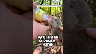 Bayi hewan yang di temukan di tengah hutan [upl. by Atteynot]