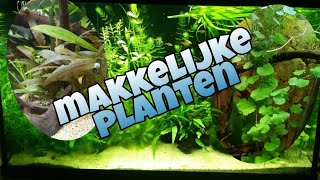 Makkelijke AQUARIUM PLANTEN voor beginners Nickey [upl. by Auhel]